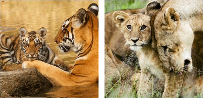 Is it true that male African lions and male Bengal tigers have the