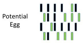 Mom chromosome egg.