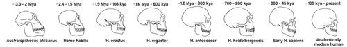 Diagrams of human-like skulls ranging from the 3 million-year-old Australopithecus to modern humans. The most dramatic change is in the size and shape of the brain cavity, which is significantly larger and rounder in more modern humans.