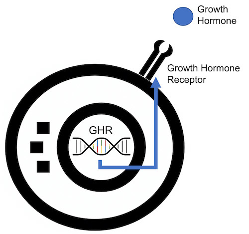 A cell expressing the Growth Hormone Receptor gene has growth hormone receptor on its surface so it can detect growth hormone.