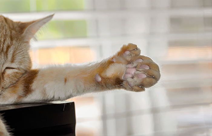 A cat paw with extra toes.