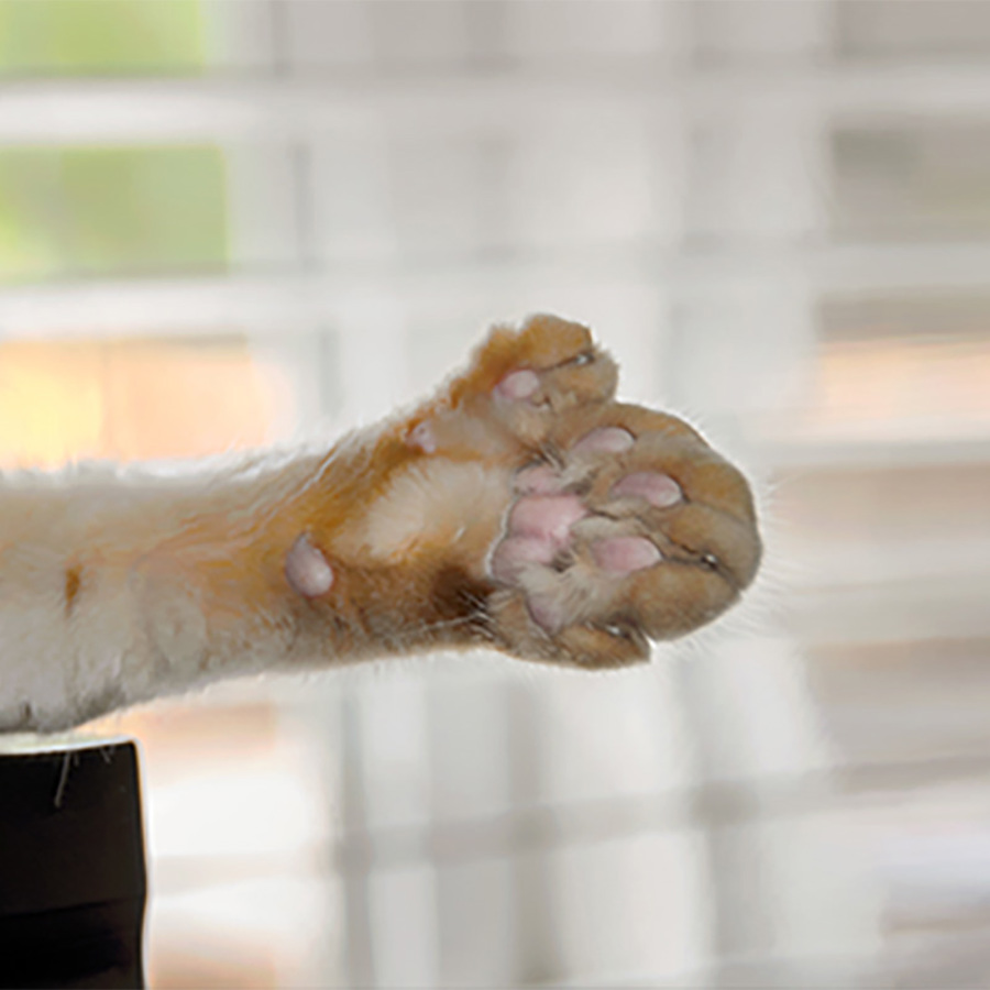 A cat paw with extra toes.