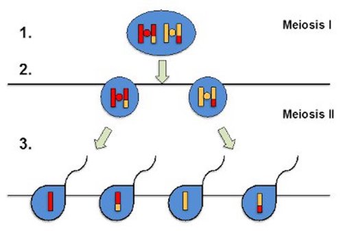 Meiosis