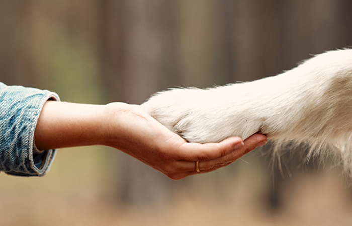 Dog giving paw to woman.