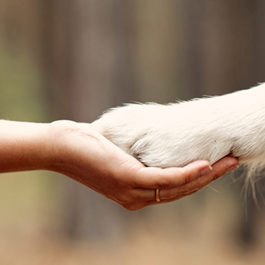 Dog giving paw to woman.