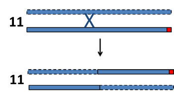 Recombination