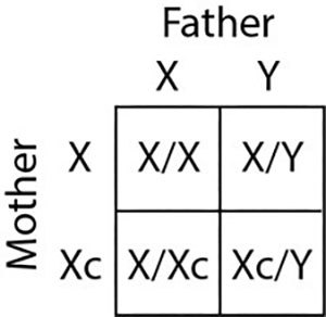 Punnett square.