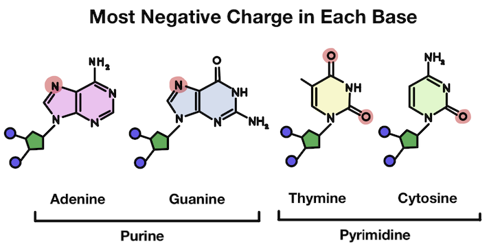 Most negative charge in each base