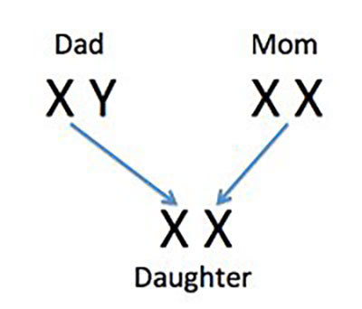 Sex chromosome inheritance.