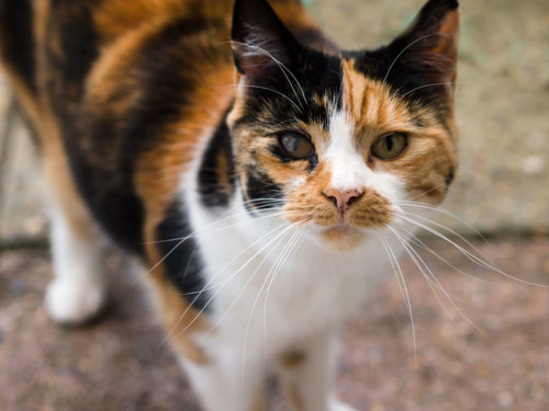 Calico cat.