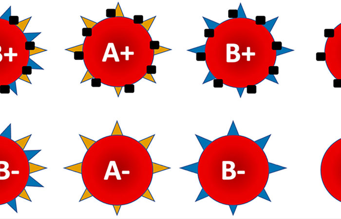 Blood cells with different combinations of A antigen, B antigen, and Rh factor.