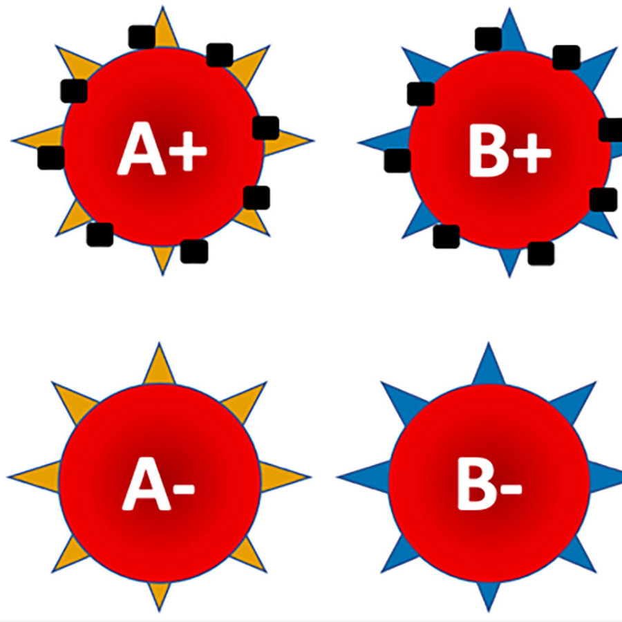 Blood cells with different combinations of A antigen, B antigen, and Rh factor.