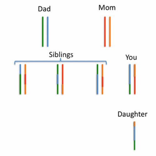 Chromosome inheritance.