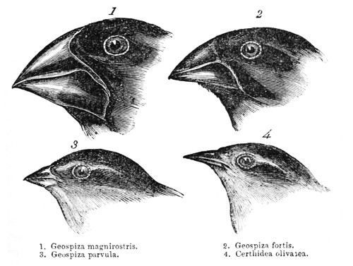Drawings of four finches, each with a distinct beak. The beaks range from small and slender to large and wide.