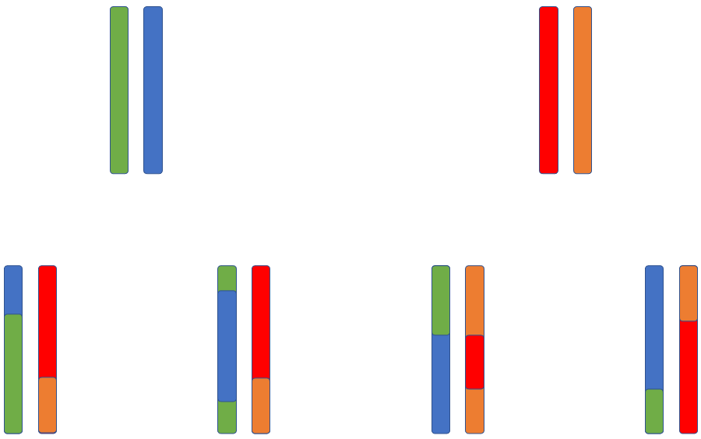 Chromosome recombination.