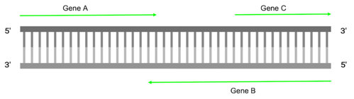 Two colored double stranded DNA. Top strand (dark gray) has gene A and gene C. Bottom strand (light gray) has gene B.