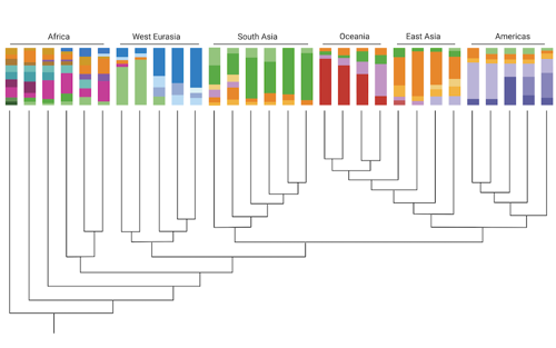 Phylogenetic tree showing how different populations from around the world are related to each other.