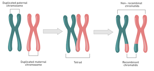 Chromosome crossover