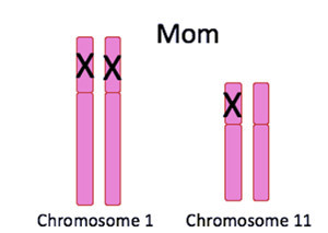 Chromosomes 1 and 11