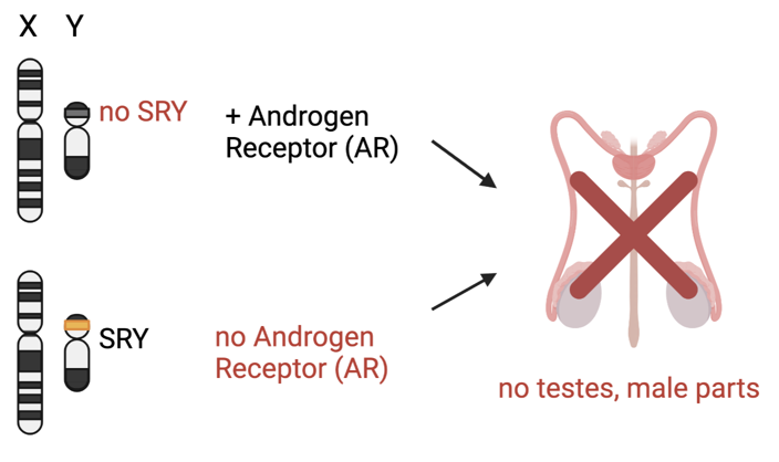 XY without SRY or AR.