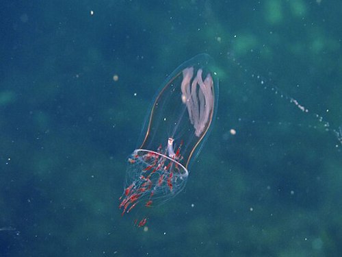 Underwater photograph of the jellyfish Aglantha digitale swimming.