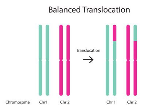 Chromosomes rearranging