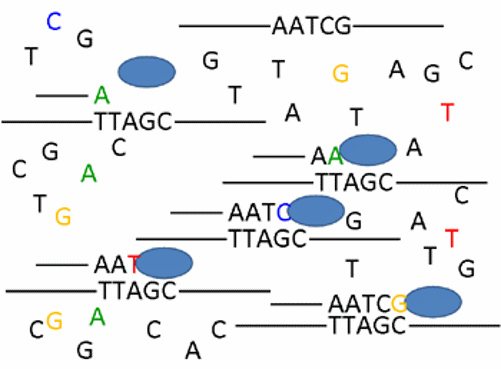 DNA pieces.