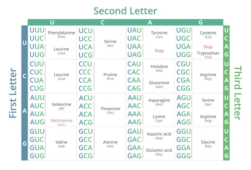 A table showing each combination of three RNA letters and the corresponding amino acid.
