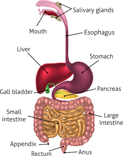 Digestive tract.