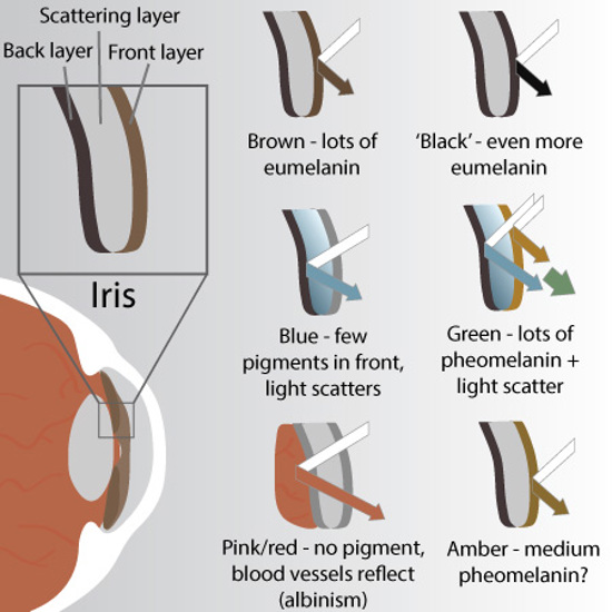 Pigment and light scattering in different color eyes.