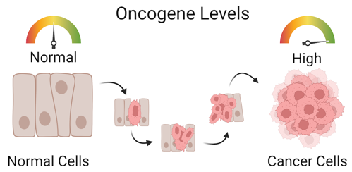 Indicator of oncogene levels in different cell conditions, showing high levels in cancerous cells.