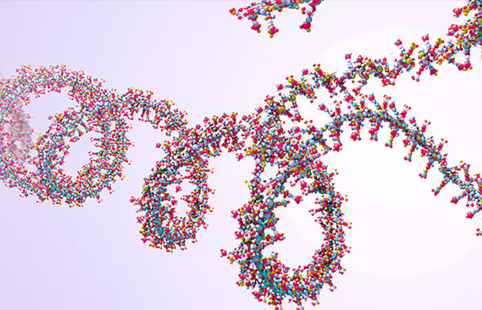 Ribonucleic acid (RNA) chain.
