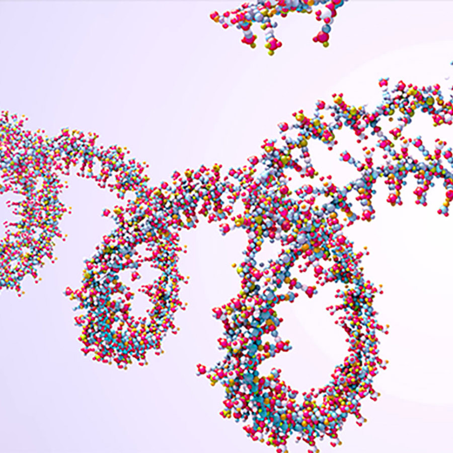 Ribonucleic acid (RNA) chain.