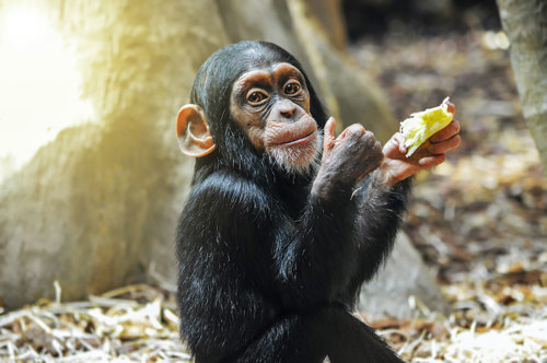 Young chimpanzee.