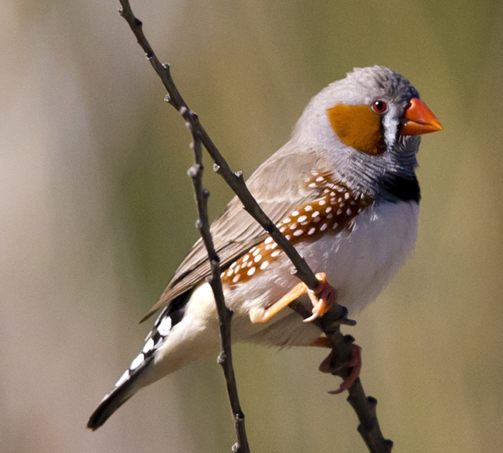 Zebra finch