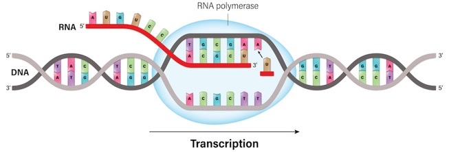 An RNA polymerase molecule inserted into the DNA helix, creating an area where the bases are separated from each other.