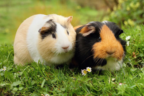 A pair of guinea pigs sitting in the grass.