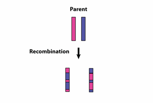 Recombination