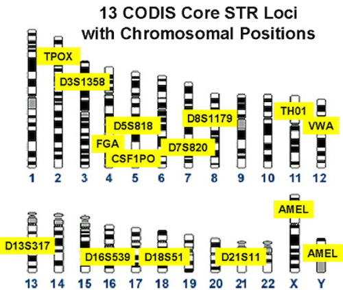 Chromosomes with STRs.