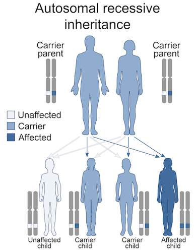 Autosomal recessive inheritance