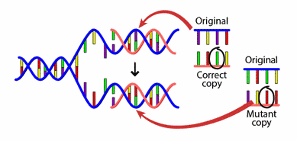 DNA mutation.