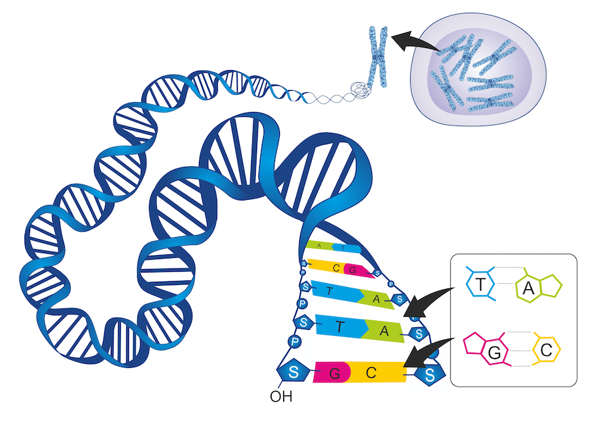 DNA structure