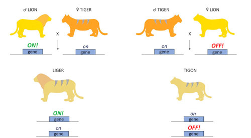 Imprinting in a lion/tiger pairing compared to a tiger/lion pairing.