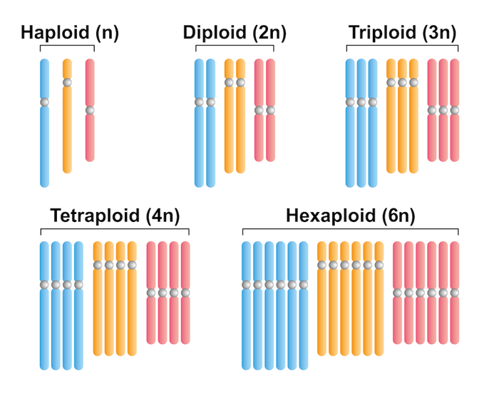 Chromosomes arranged by the number of copies a cell would have from haploid to hexaploid.
