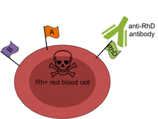 Anti RhD antibodies attacking Rh+ red blood cells displaying the D antigen.