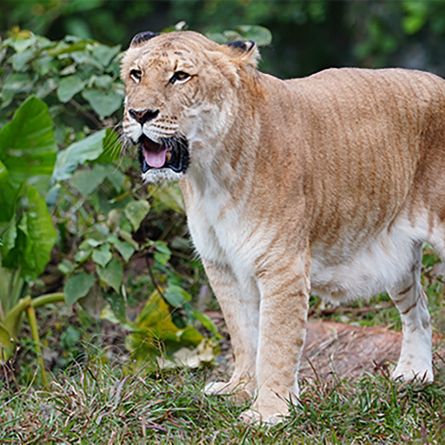 Lions are big. Tigers bigger. Lion-tiger hybrids are biggest. - The Tech Interactive