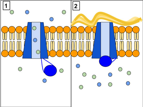 Cystic fibrosis transmembrane conductance regulator (CFTR) protein.