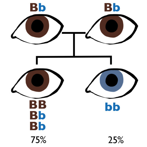 A child of two brown eyed parents (Bb) has a 75% chance of brown eyes and a 25% chance of blue eyes.