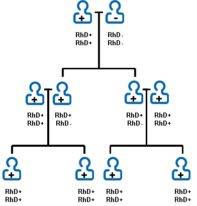 RhD family tree.