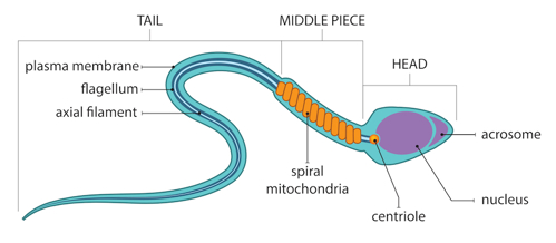 Sperm cell